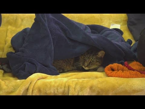 Knox Co. unhoused shelter demand growing