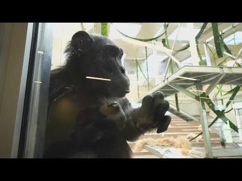 President of Indianapolis Zoo bit by chimpanzee during feeding session