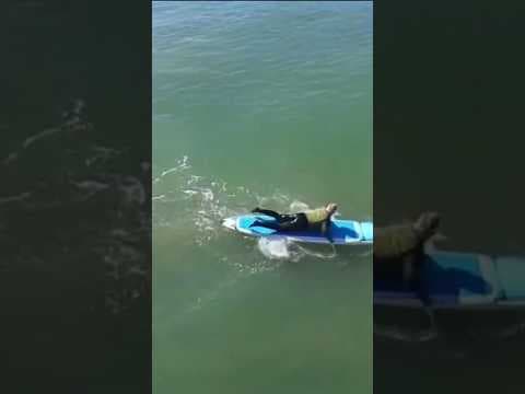 San Diego lifeguards deal with human, animal waste and bacteria infested water from Mexico #beaches