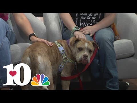 Pet of the Week (3/31): Capone