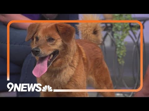 Cam at Longmont Humane Society needs his forever family