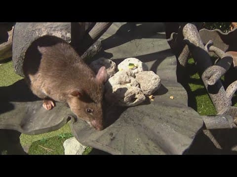 Zoo Day | Meet the Pouched Rat