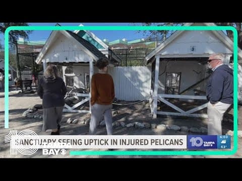 Tampa Bay area sanctuary seeing uptick in injured brown pelicans