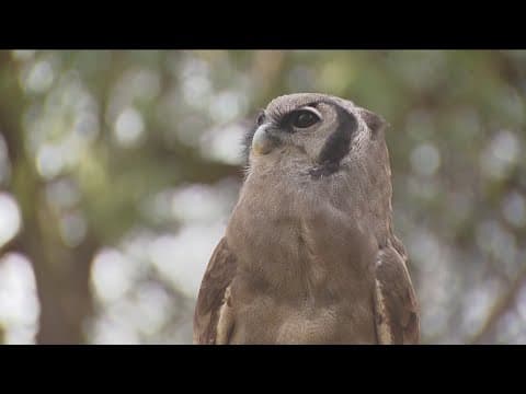 Zoo Day | Meet the eagle owl