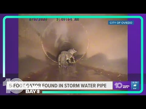 Florida crew finds 5-foot alligator hanging out in stormwater pipe