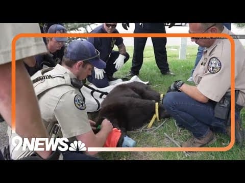 WATCH: Bear rescued from tree near Colorado mall