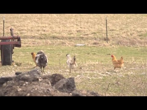 Bird flu detected at Ohio egg farm, 2.6 million chickens to be killed