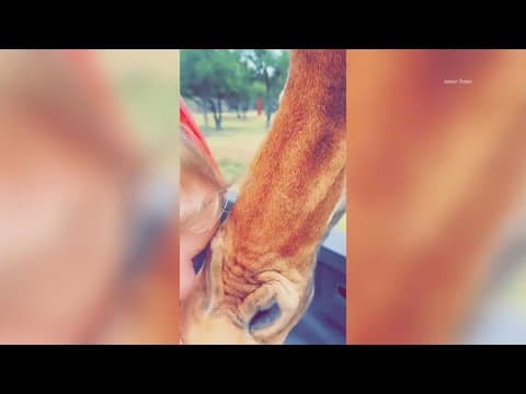 Giraffe lifts up toddler into the air during safari drive-thru