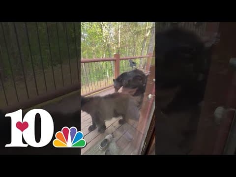 Bears and bears and bears, oh my! 🐻🐻🐻 #gatlinburg #smokymountains #blackbear