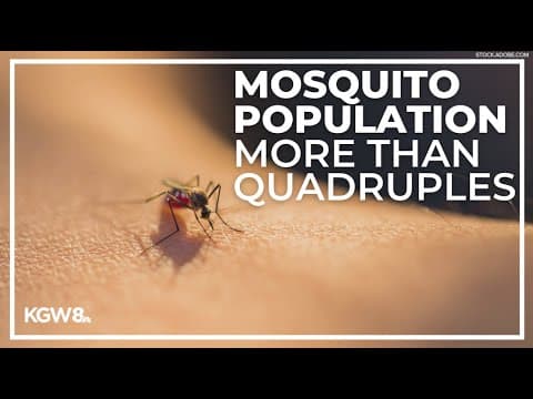 Mosquito population in Portland metro area has quadrupled this summer