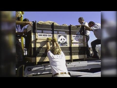 Pandas arrive to San Diego in 1996