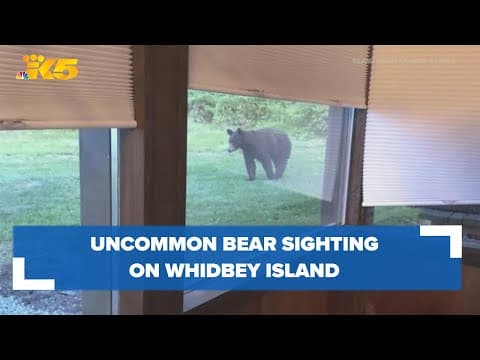 Bear sighting on Whidbey Island an uncommon occurrence, sheriff's office says