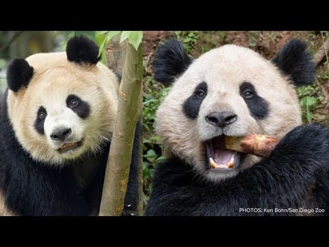 San Diego Zoo leaders meet two new pandas arriving from China