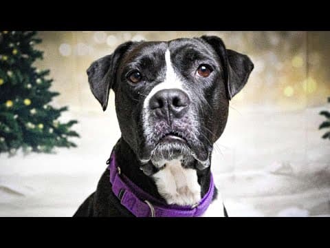 Pets of the Week: 1-4-2025