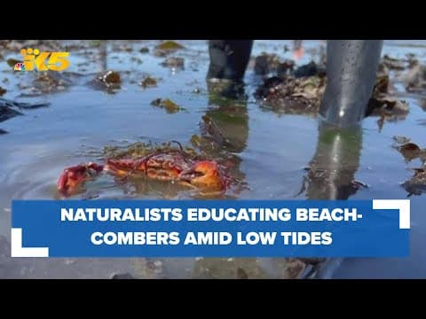Seattle Aquarium naturalists to be out and about amid low tides educating about sea creatures