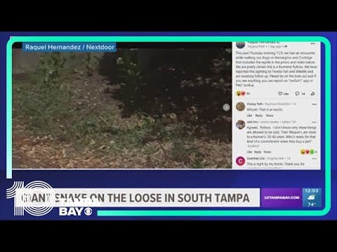 Giant snake on the loose in South Tampa