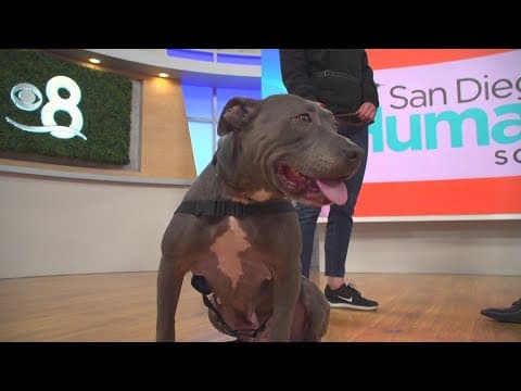 San Diego Humane Society needs your help fostering or adopting pets