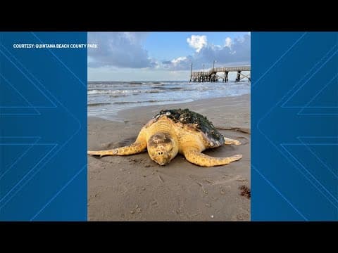Group rescues massive loggerhead sea turtle stranded on Texas beach