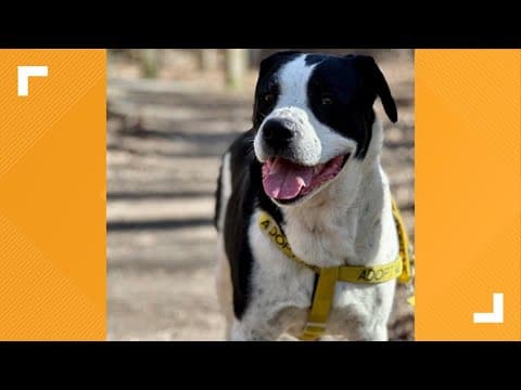 Pets of the Week: 4-27-2024