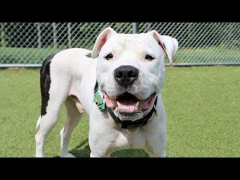 Pets of the Week: 11-18-2023