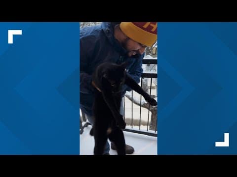 Midtown cat isn't a fan of the snow