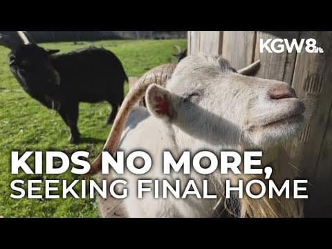 Portland's aging Belmont goats looking for their permanent home