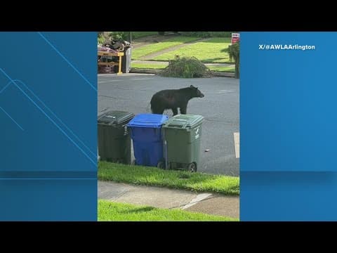 Black Bear spotted in Arlington, Virginia neighborhood