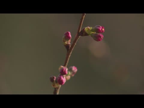 There are more places to see cherry blossoms besides the Tidal Basin