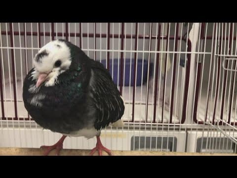 Bird flu case confirmed in San Diego; swans and birds dying near Lake San Marcos