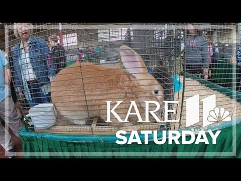 4Hers bring bunnies to the Minnesota State Fair