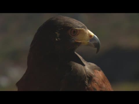 Why many North American bird species will see their names changed