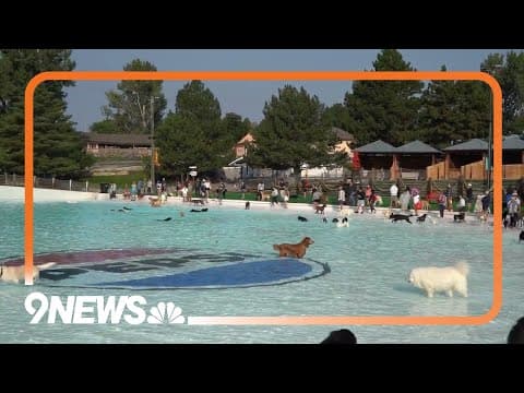 Dogs play in the water of Water World in Colorado