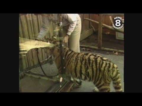 Max the tiger on a treadmill at the San Diego Zoo in 1987
