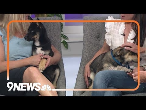 Petline9: These 2 adorable Husky mixes are ready for forever homes