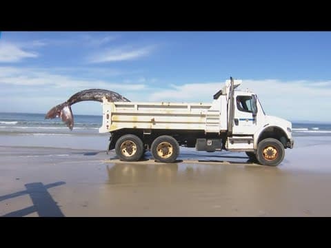 Dead gray whale in La Jolla hauled away for further study