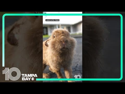 Invasive rabbits take over #Florida neighborhood