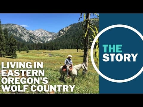 ‘We’re really struggling’: Eastern Oregon rancher’s dog killed by state-protected wolves