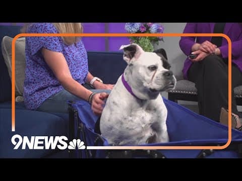 Bulldog mix who needs new home loves riding her wagon and chilling