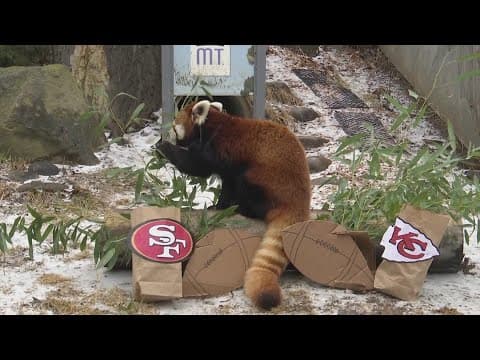 Who do zoo animals think will win the Super Bowl?