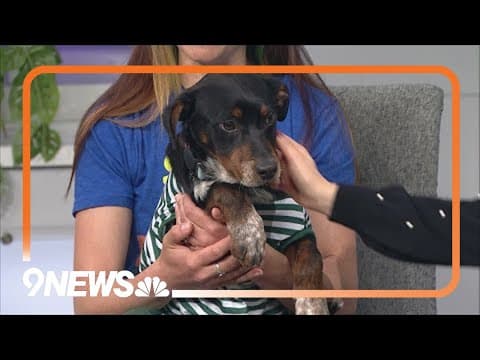 Koa is a six-month-old puppy that loves to snuggle and needs a forever home