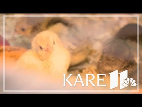 Hundreds of chicks sold at Anoka farm