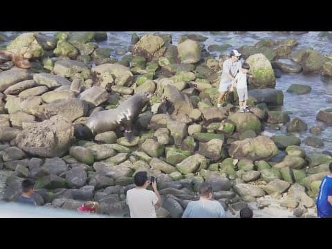 Video captures another close call with people, sea lion pups in La Jolla