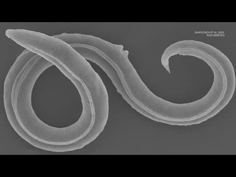 Roundworm woken up after 46,000-year nap...and it reproduced