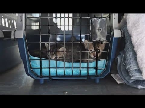 274 animals brought to the San Diego Humane Society in one day