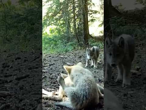 Trail camera shows one of 3 new wolf packs in Colorado