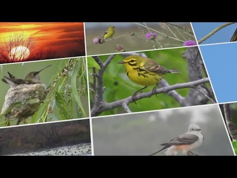 Birders urge Fort Worth to reconsider closure of popular birdwatching site