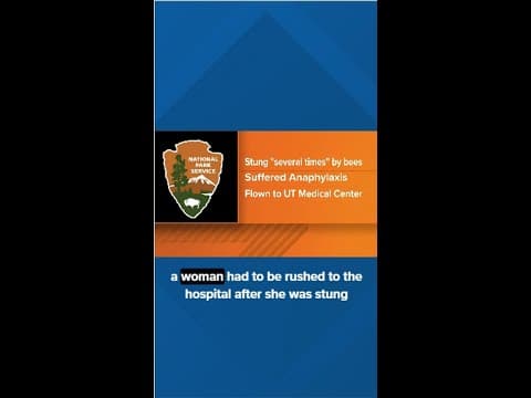 Woman rushed to hospital after stung by bees in Great Smoky Mountains National Park