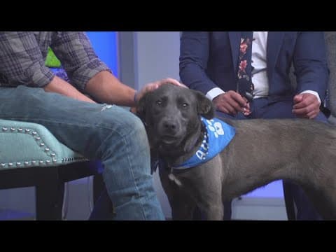 Petline9: Bethany is sweet and mellow but has spent most of young life in a shelter