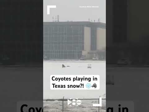 Coyotes playing in Texas snow?! ❄️🐺
