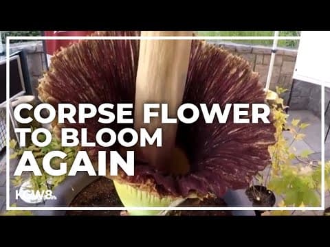 ‘It’ll stink like dead animals’: Corpse flower begins to bloom again at WSU Vancouver